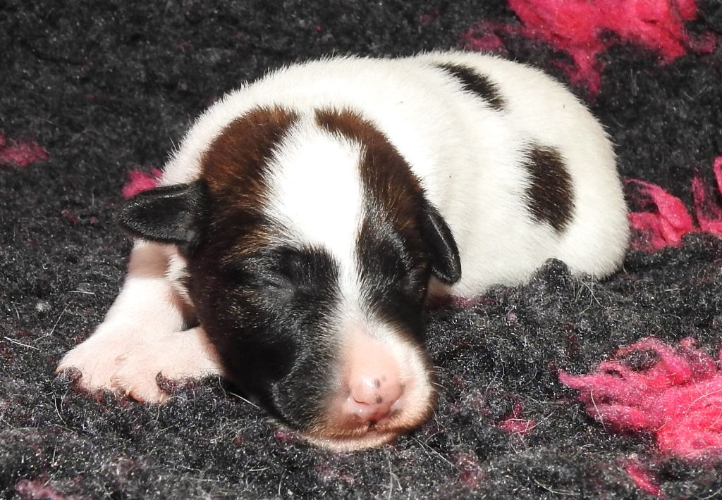 De La Rivière Landelot - Chiots disponibles - Fox Terrier Poil lisse