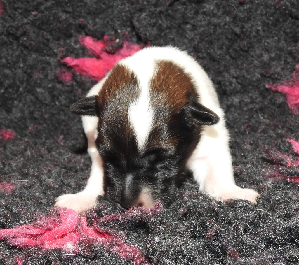 De La Rivière Landelot - Chiots disponibles - Fox Terrier Poil lisse