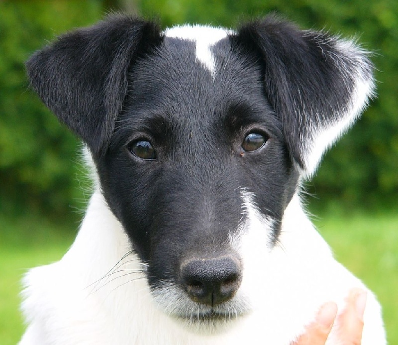 CHIOT 3