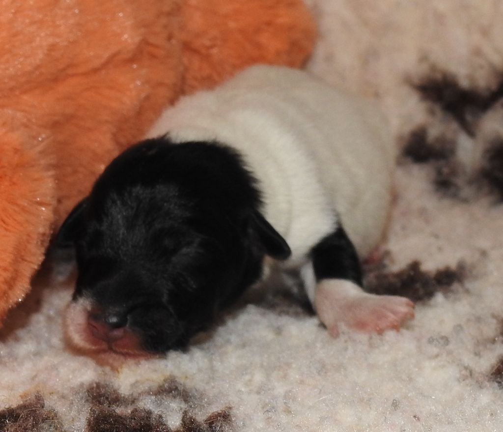 De La Rivière Landelot - Chiots disponibles - Fox Terrier Poil lisse