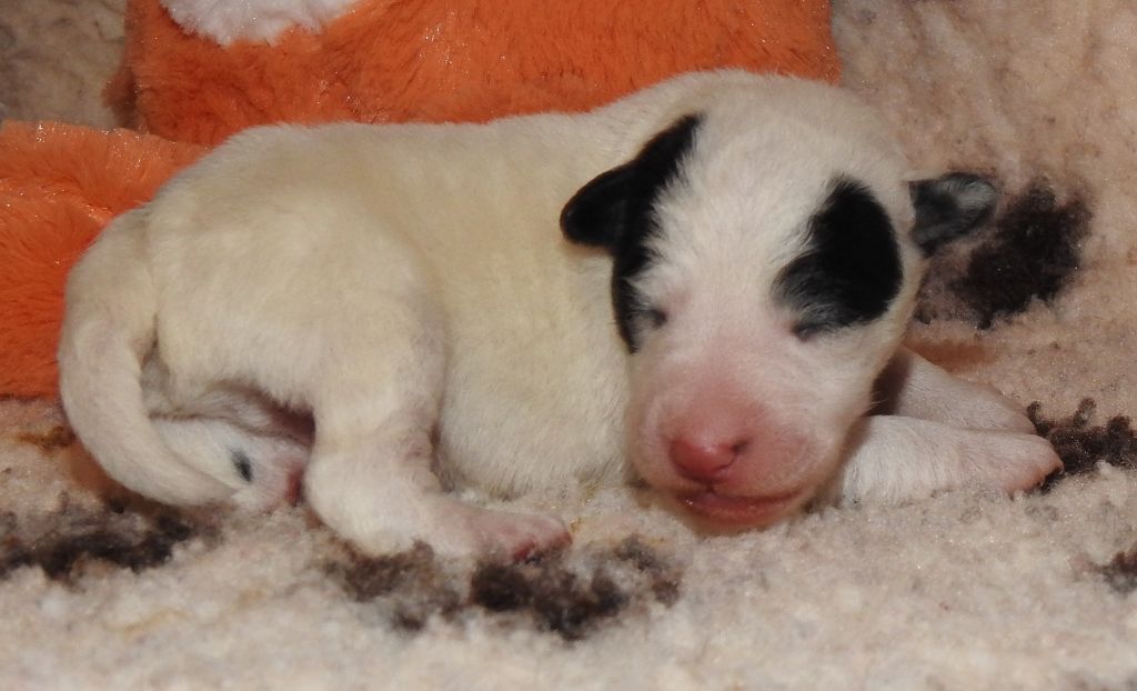 De La Rivière Landelot - Chiots disponibles - Fox Terrier Poil lisse