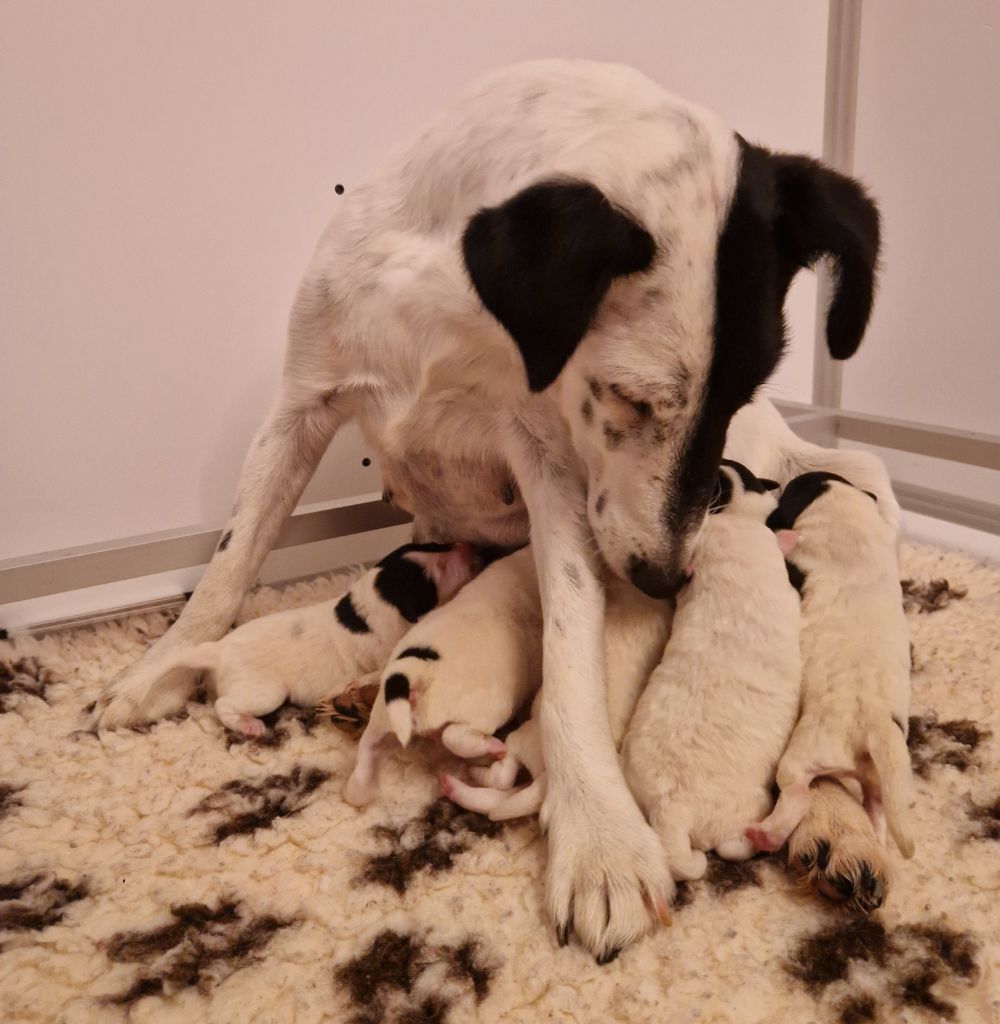 De La Rivière Landelot - Fox Terrier Poil lisse - Portée née le 18/10/2025