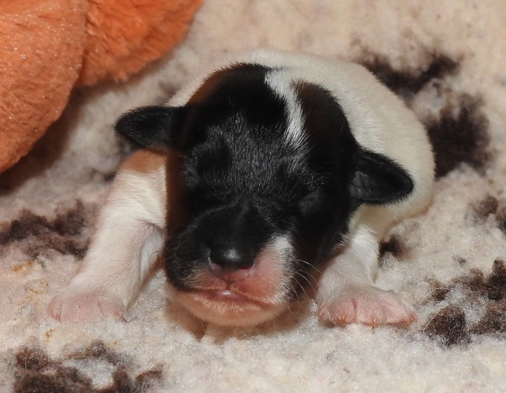 De La Rivière Landelot - Chiots disponibles - Fox Terrier Poil lisse