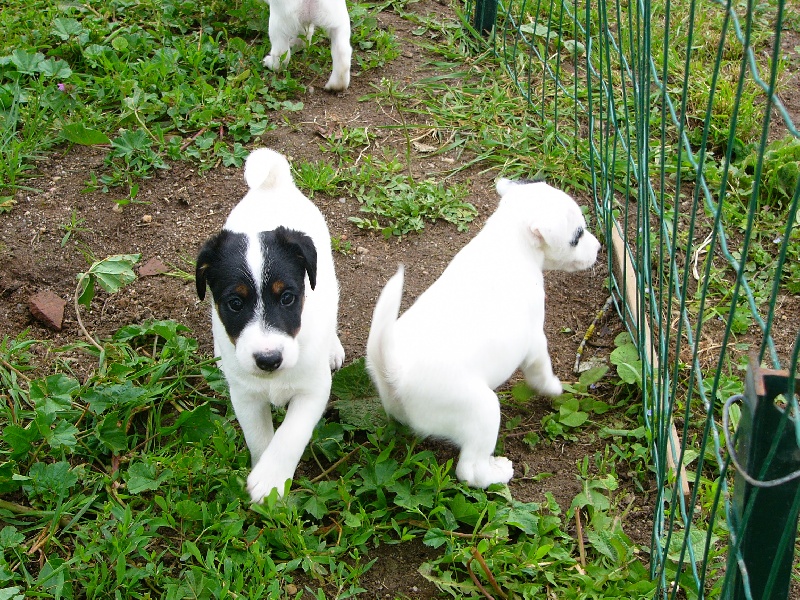 De La Rivière Landelot - Fox Terrier Poil lisse - Portée née le 09/04/2013