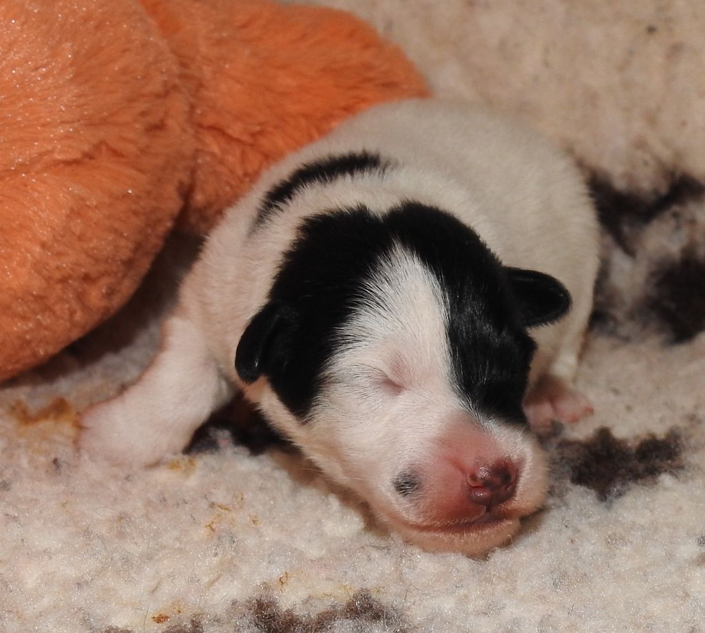 De La Rivière Landelot - Chiots disponibles - Fox Terrier Poil lisse