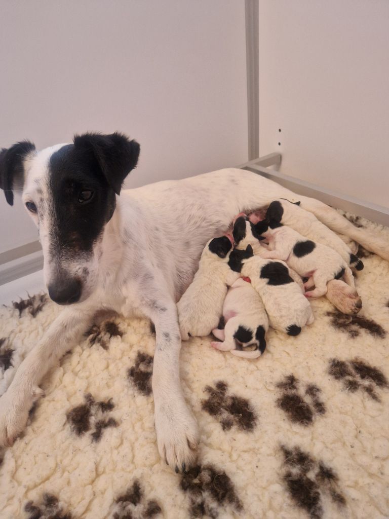 De La Rivière Landelot - Fox Terrier Poil lisse - Portée née le 08/03/2024