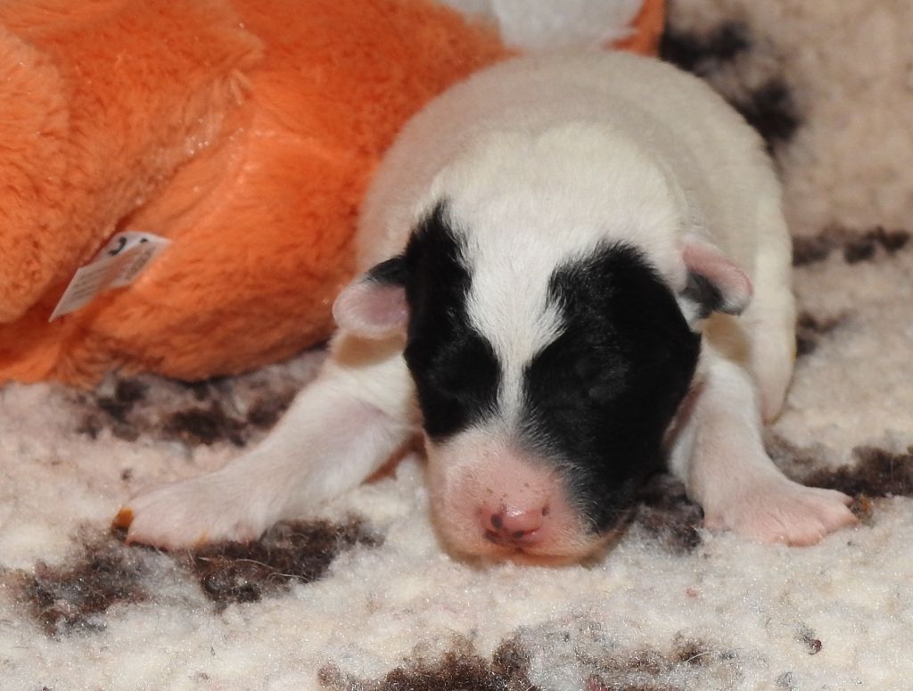 De La Rivière Landelot - Chiots disponibles - Fox Terrier Poil lisse