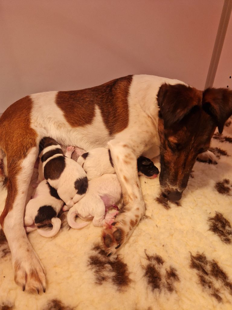 Chiot Fox Terrier Poil lisse De La Rivière Landelot