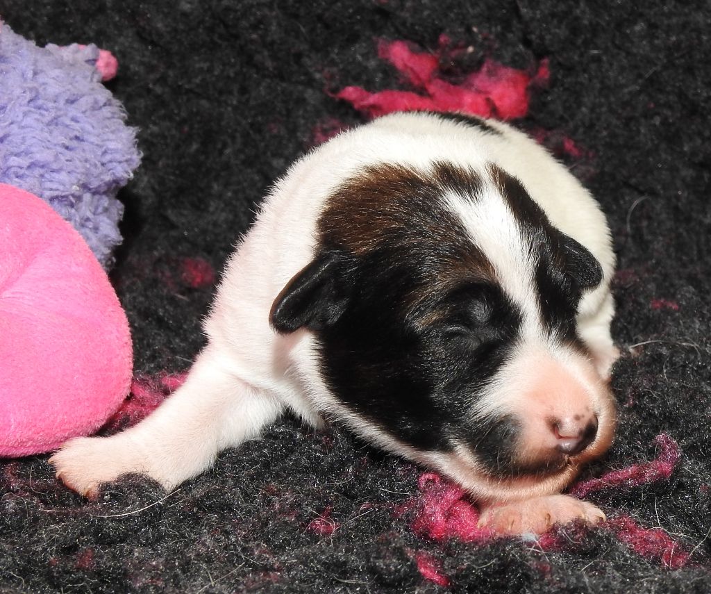 De La Rivière Landelot - Chiots disponibles - Fox Terrier Poil lisse